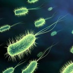 Mass Release of Synthetically Engineered Plant Seeds via Kickstarter Campaign Draws Protest