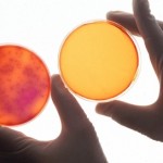 Synthetic Biology: Rebranding Extreme Genetic Engineering