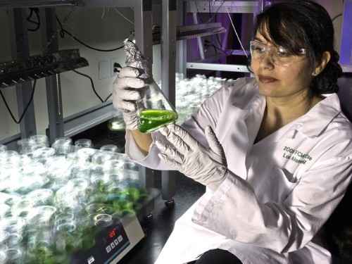 At the New Mexico Consortium, Los Alamos scientists are using genetic engineering to improve algae strains for increased biomass yield and carbon capture efficiency. Photo: Los Alamos National Laboratory via Flickr (CC BY-NC-ND).