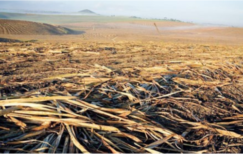 Harvested sugar cane plantation in Brazil.  Photo:  Rettet den Regenwald e.V.
