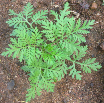 Natural artemisinin: sweet wormwood. Ton Rulkens CC BY-SA 2.0 