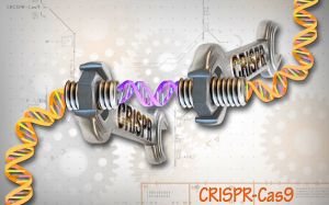 Image of CRISPR / Cas9. Image: NHGRI. via ja.wikimedia.org (Public Domain)