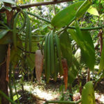 Synthetic biology: A continuing challenge for the CBD