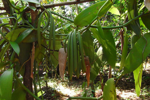 The livelihoods of vanilla farmers are under threat from synbio vanilla. Foam CC BY-SA 2.0