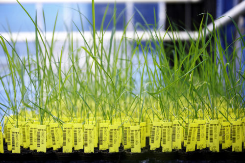 Genetically modified rice plants in a crop testing greenhouse. BASF/Flickr
