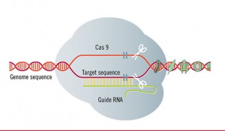 Diagram of the CRISPR CAS-9 Used under Creative Commons license from Test Biotech.