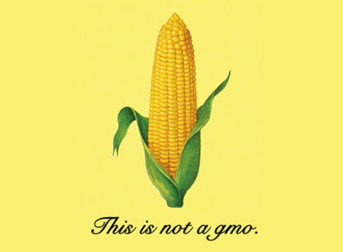 corn-gmo