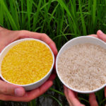 Don’t Eat the Yellow Rice: The Danger of Deploying Vitamin A Golden Rice