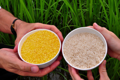Golden Rice grain compared to white rice grain in screenhouse of Golden Rice plants. IRRI Photos