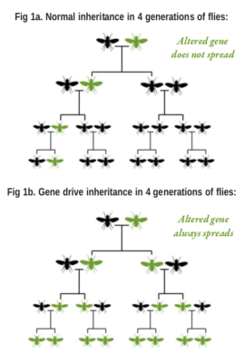 gene-drives