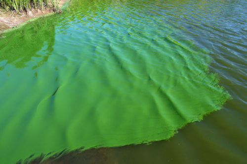 Green algae covering a lake 