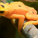 UK Guardian: Synthetic Biology Advocates Woo Conservationists with Bio-Engineering "Solutions" to Species Extinction