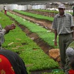 Synthetic Anti-Malarial Compound is Bad News for Artemisia Farmers