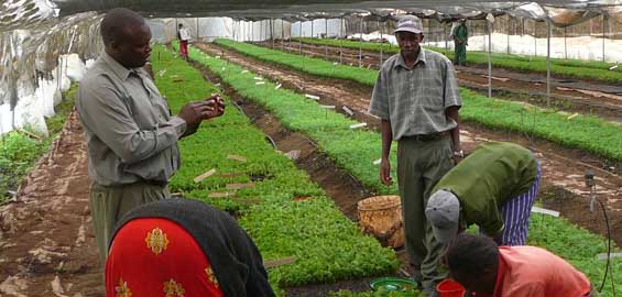 Synthetic Anti-Malarial Compound is Bad News for Artemisia Farmers