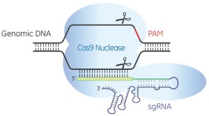 God’s Red Pencil? CRISPR and The Three Myths of Precise Genome Editing