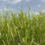 Mascoma: The biggest misspending of public funds for cellulosic biofuels ever?