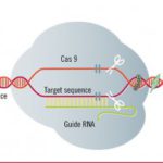 U.S. tries to export its biotech deregulatory regime