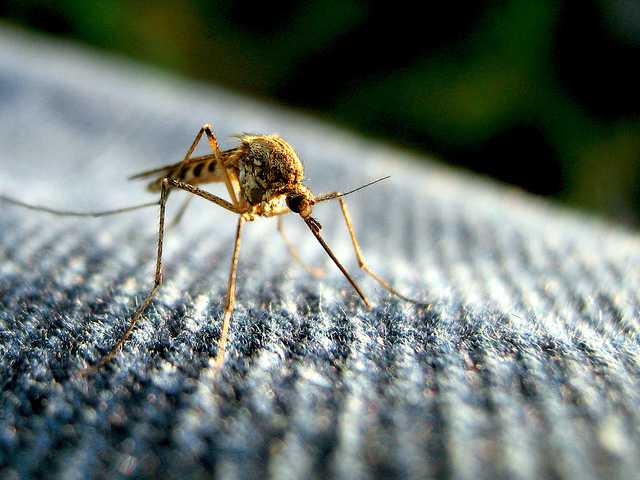 The National Academies’ Gene Drive study has ignored important and obvious issues