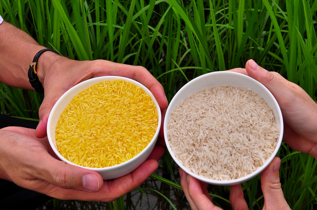 Don’t Eat the Yellow Rice: The Danger of Deploying Vitamin A Golden Rice