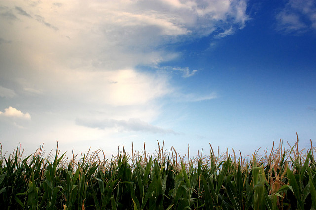 Cashing in on Cellulosic Ethanol: Subsidy Loophole Set to Rescue Corn Biofuel Profits