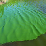 Biofuelwatch Responds to First Open Pond Testing of GMO algae
